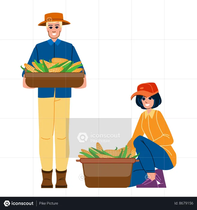 Male and female farmer harvesting corn  Illustration