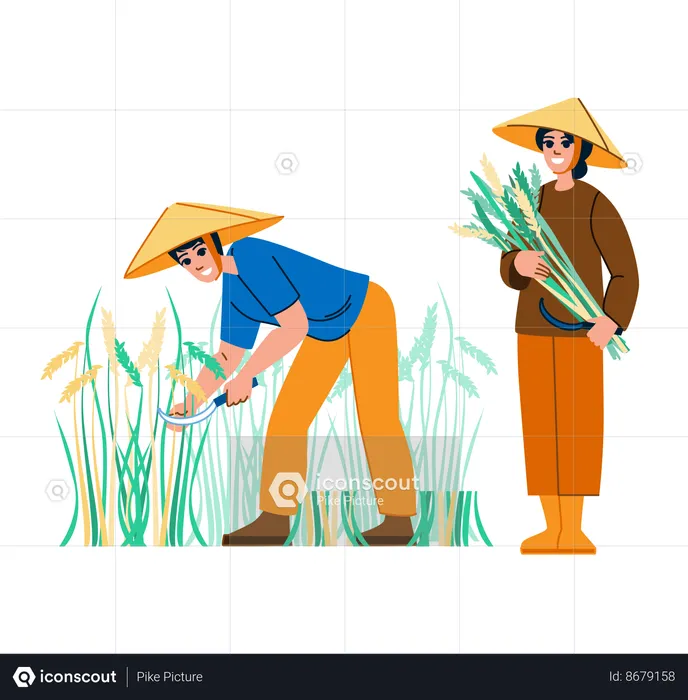 Male and female farmer harvesting rice  Illustration