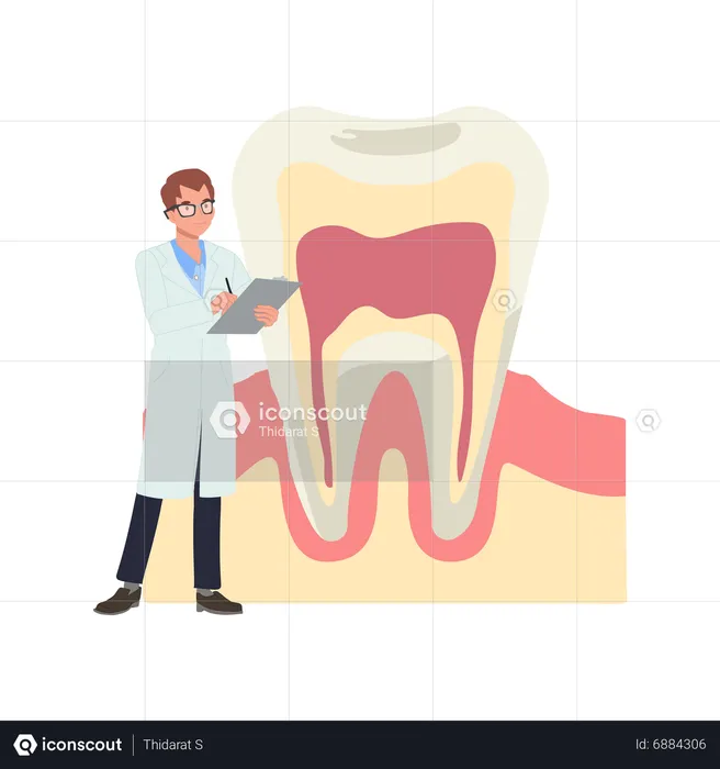 Male Dentist with big anatomy of tooth  Illustration