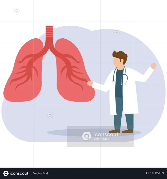 Male Doctor showing lungs  Illustration