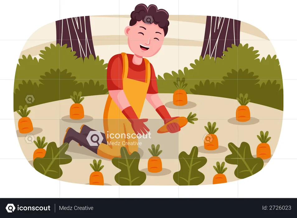 Male farmer collecting carrots  Illustration