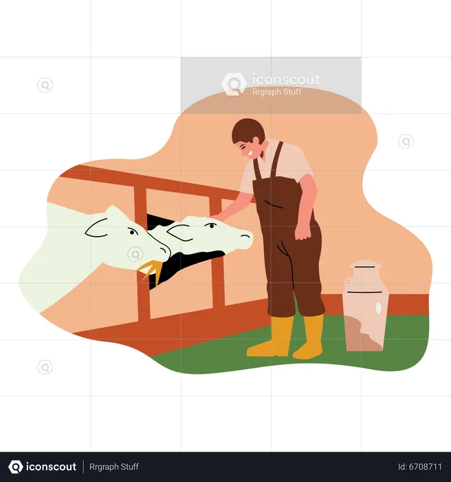 Male farmer Feeding cows  Illustration