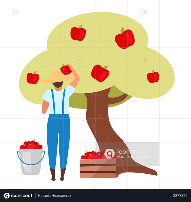 Male farmer gathering ripe fruit from apple tree  Illustration