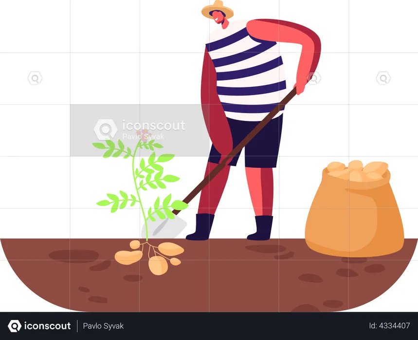 Male farmer harvesting potatoes from the ground  Illustration