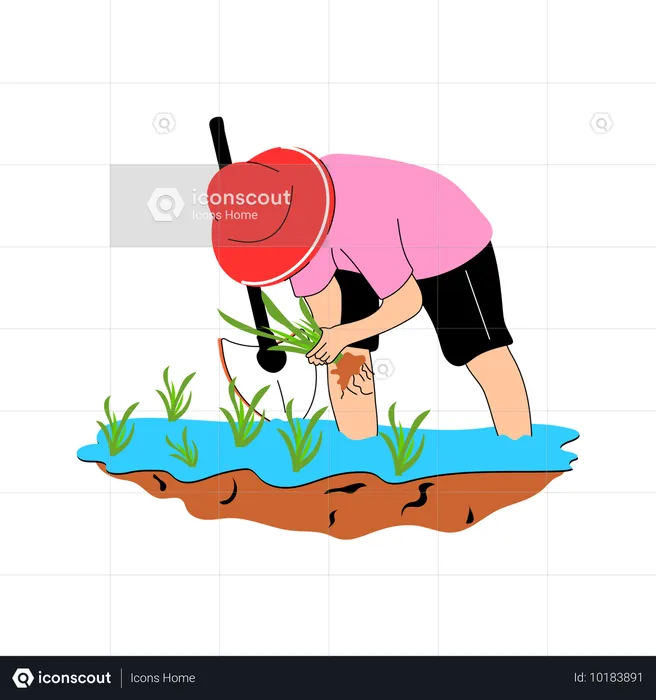 Male farmer planting rice plant  Illustration