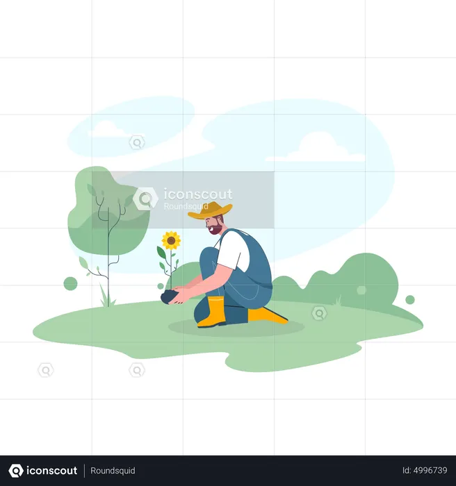 Male farmer planting sunflower plant  Illustration