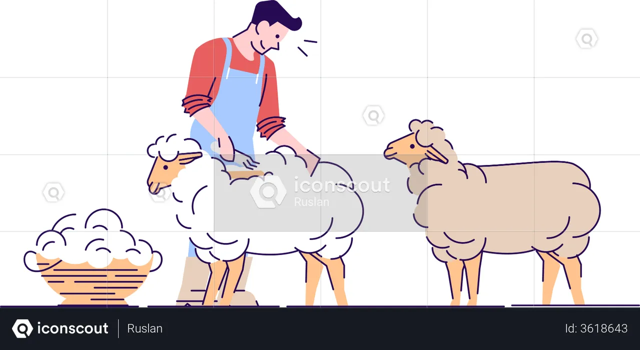 Male farmer shearing sheep  Illustration