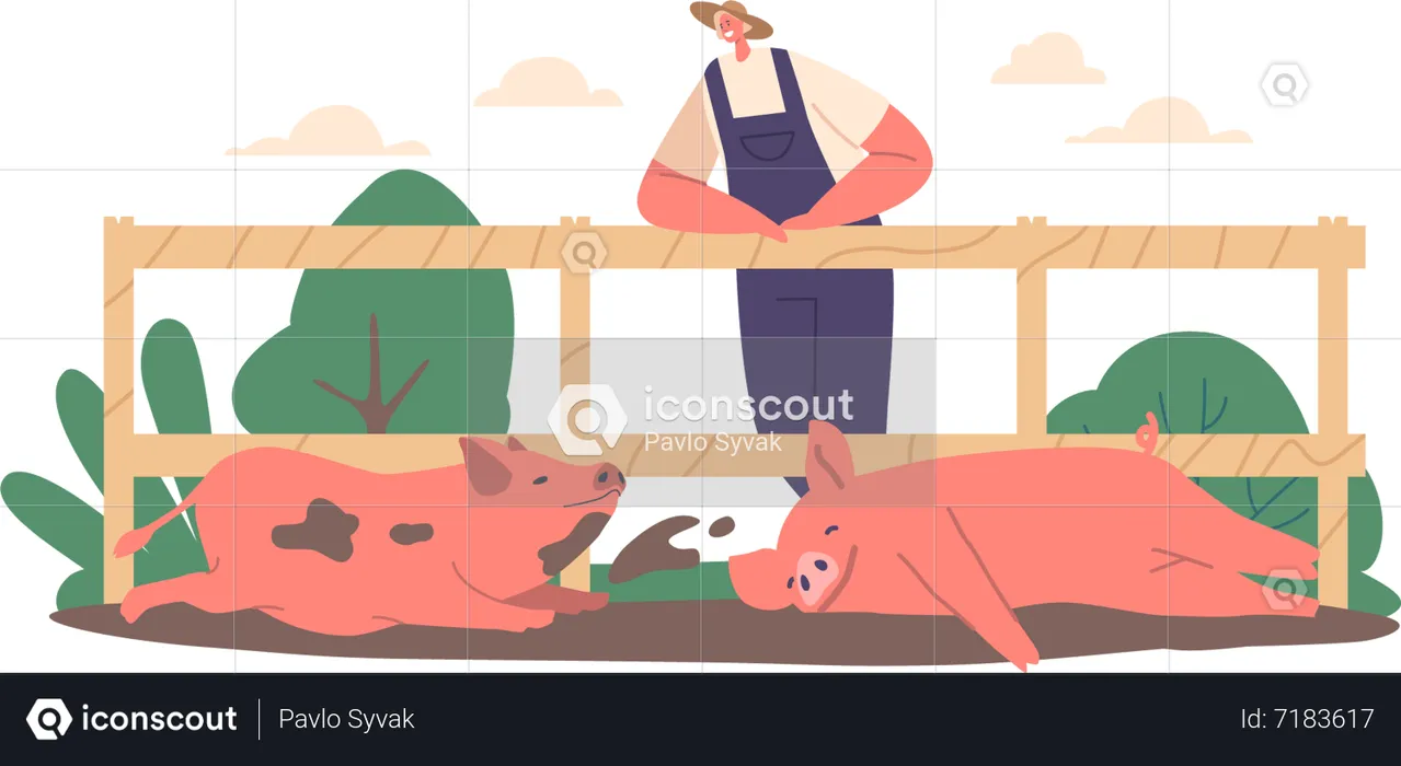 Male Farmer Standing at Fence Observing Pigs Wallowing In Mud  Illustration