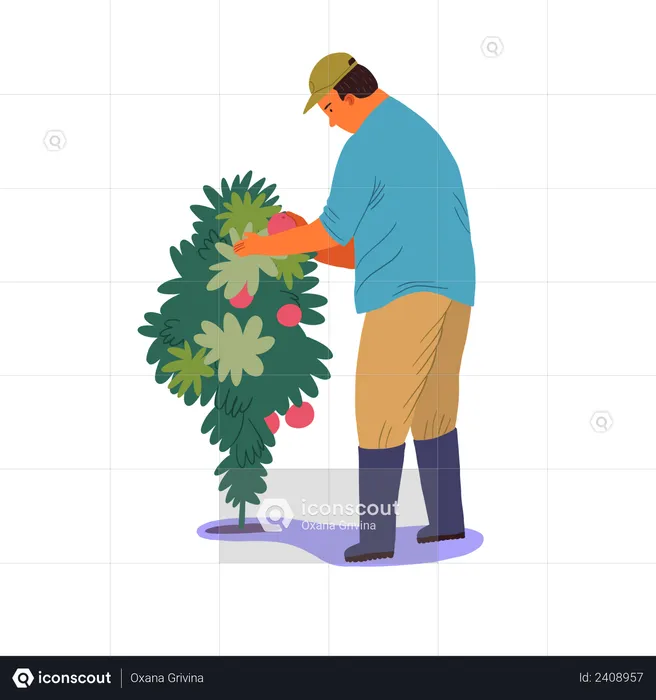 Male farmer taking fruit berries from tree  Illustration