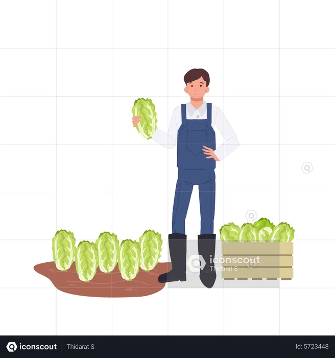 Male farmer with vegetable Chinese cabbage  Illustration