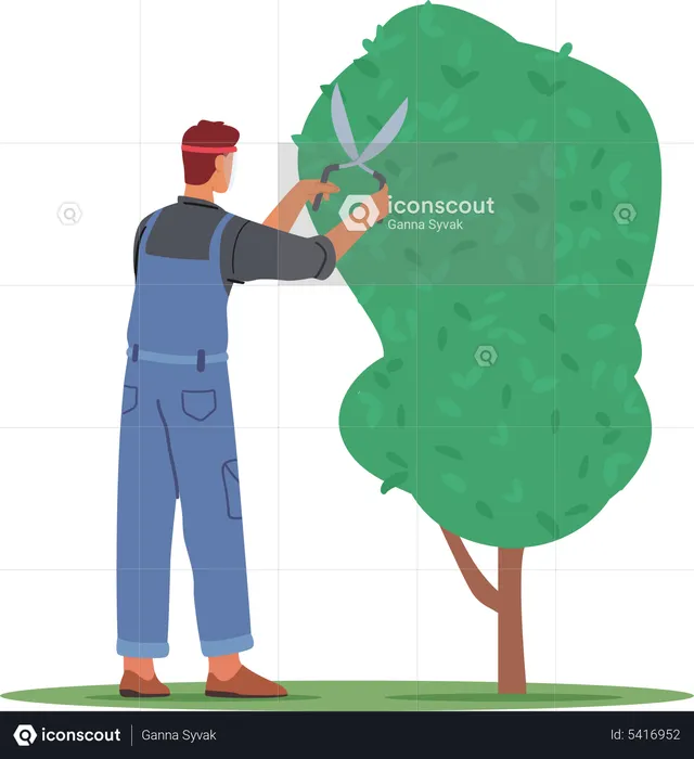 Male gardener trimming tree  Illustration