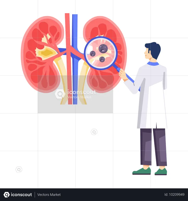 남성 신장의사 신장 검사  일러스트레이션