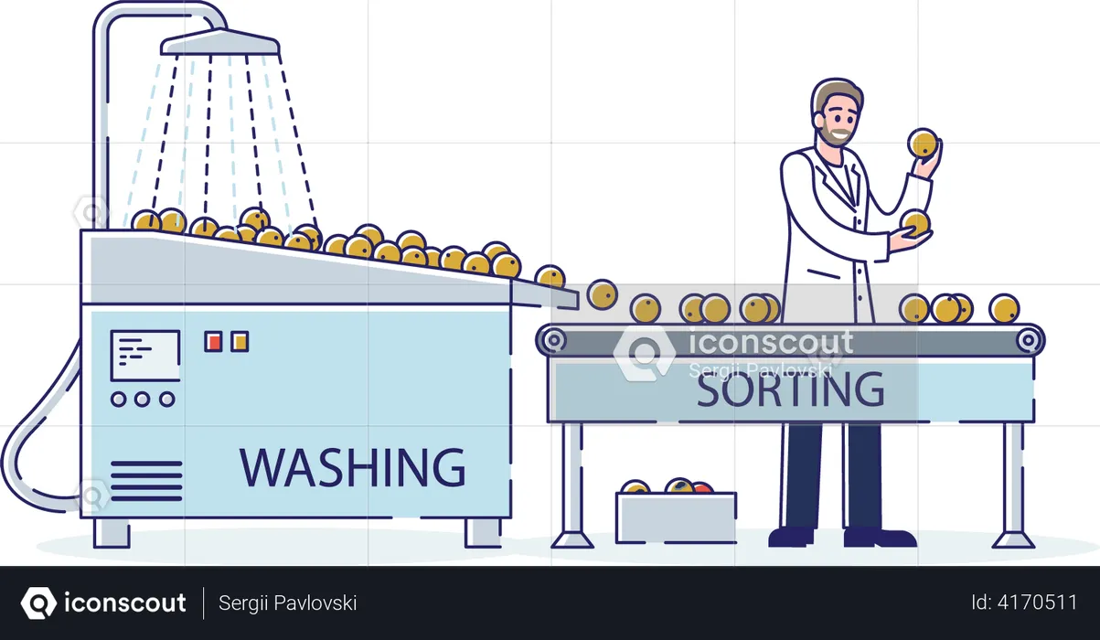 Male Sorting and Washing Fruits With Water On Conveyor Belt  Illustration