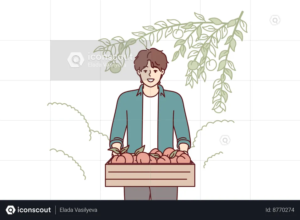 Man carries fruit basket  Illustration