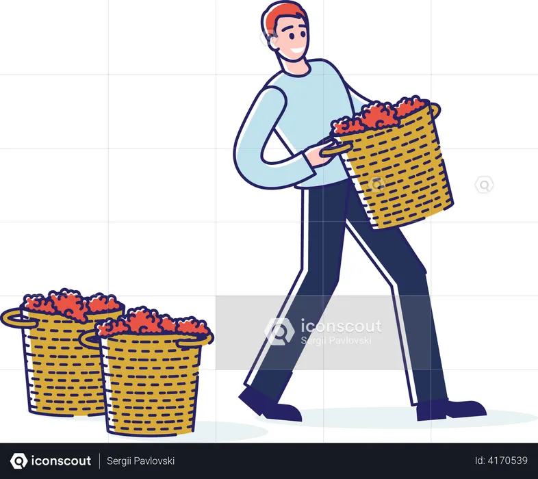Man Carrying Grapes Basket  Illustration