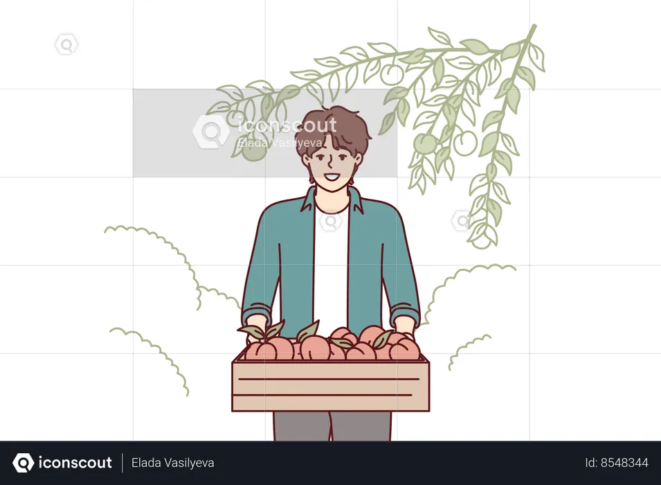 Man farmer with peaches in wooden box stands in garden  Illustration