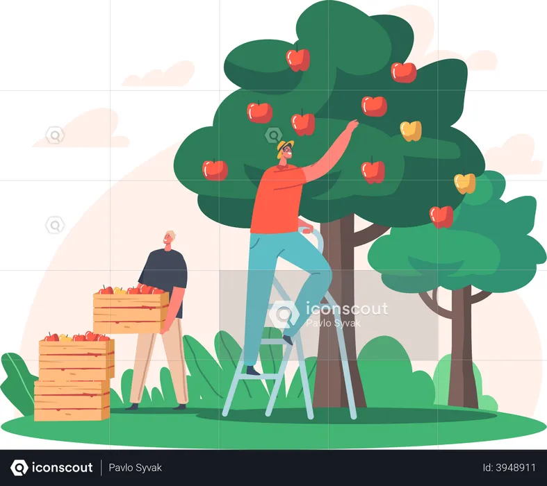 Man farming apple and collecting fresh apples  Illustration