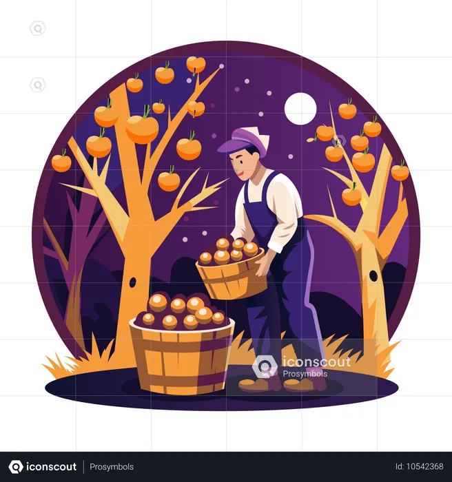 Man Harvest Fruits in fall season  Illustration