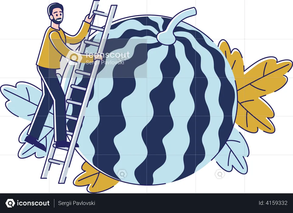 Man harvesting watermelon during summer  Illustration