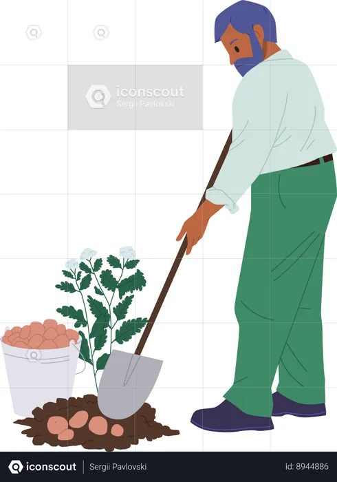 Man is harvesting potatoes in ground  Illustration