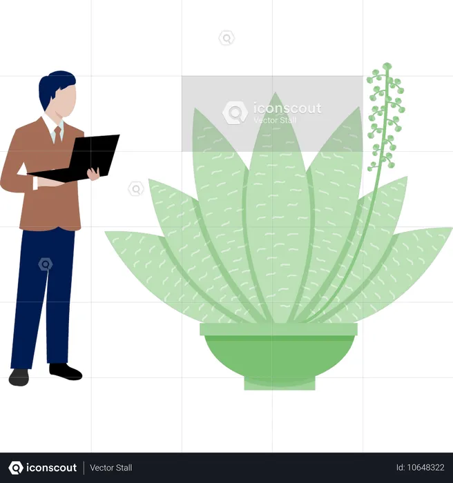 ハオルチア植物を見ている男性  イラスト