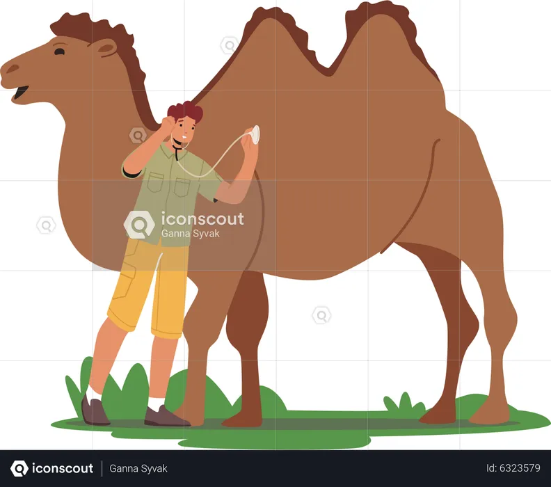 Männlicher Tierarzt hört Herzschlag eines Kamels mit Stethoskop  Illustration