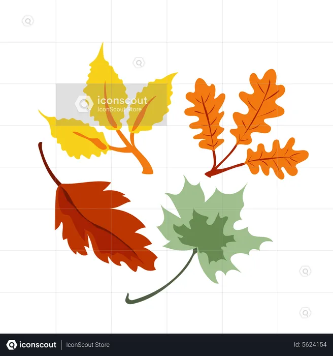 Maple Leaf  Illustration