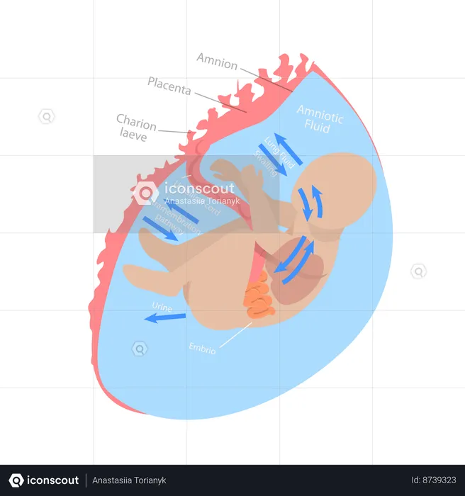 Medical Unborn Baby Functionality  Illustration