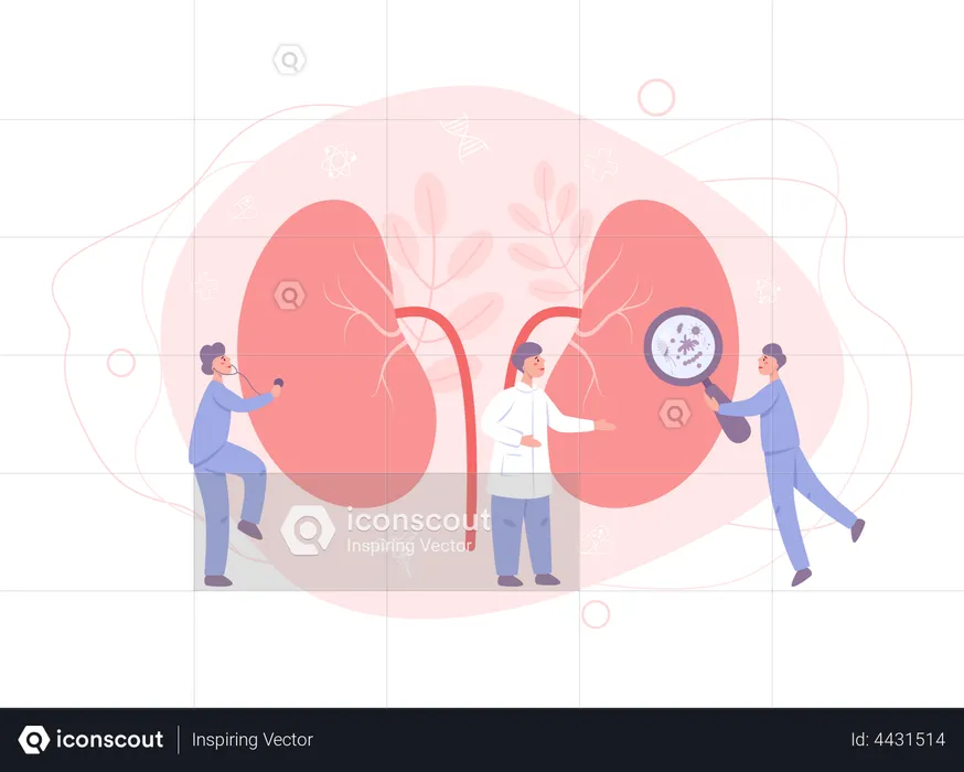 Médico faz exame renal  Ilustração