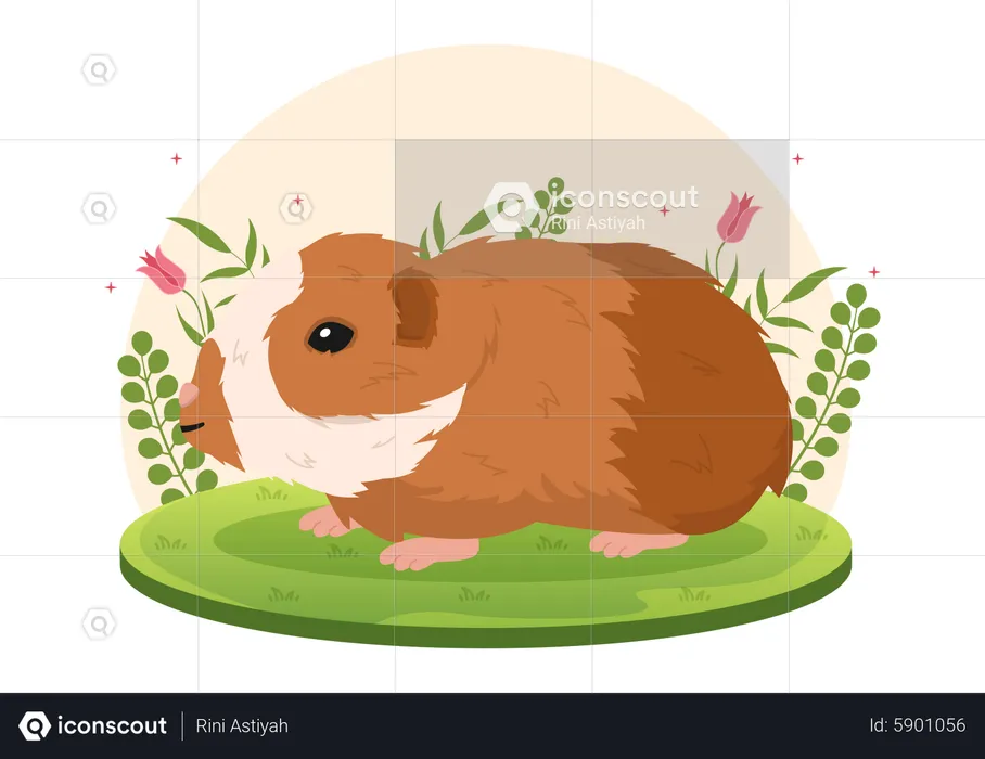 Meerschweinchen  Illustration