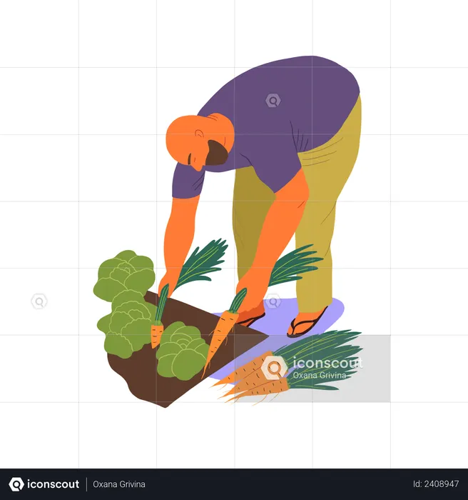 Men collecting carrot and lettuce  Illustration