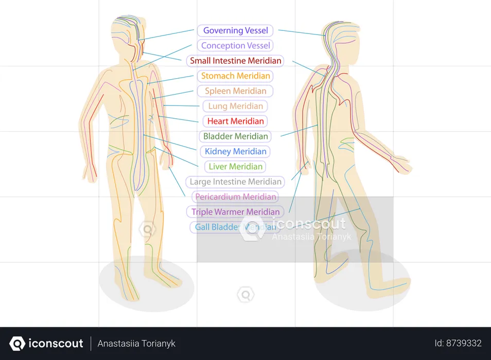 Meridianos del cuerpo  Ilustración