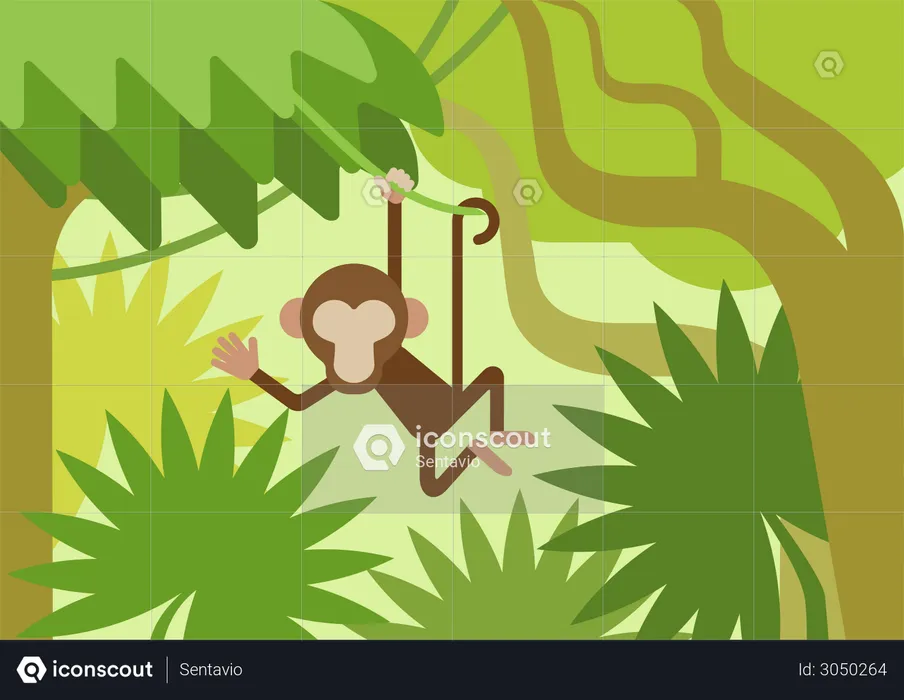 Monkey  Illustration