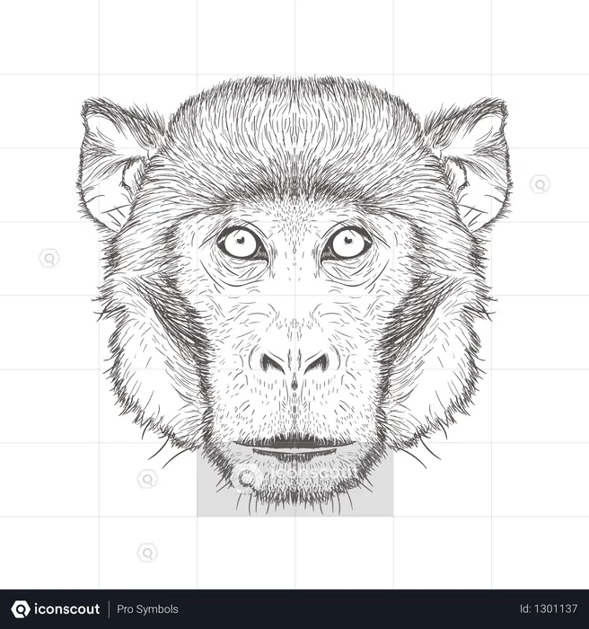 Monkey  Illustration