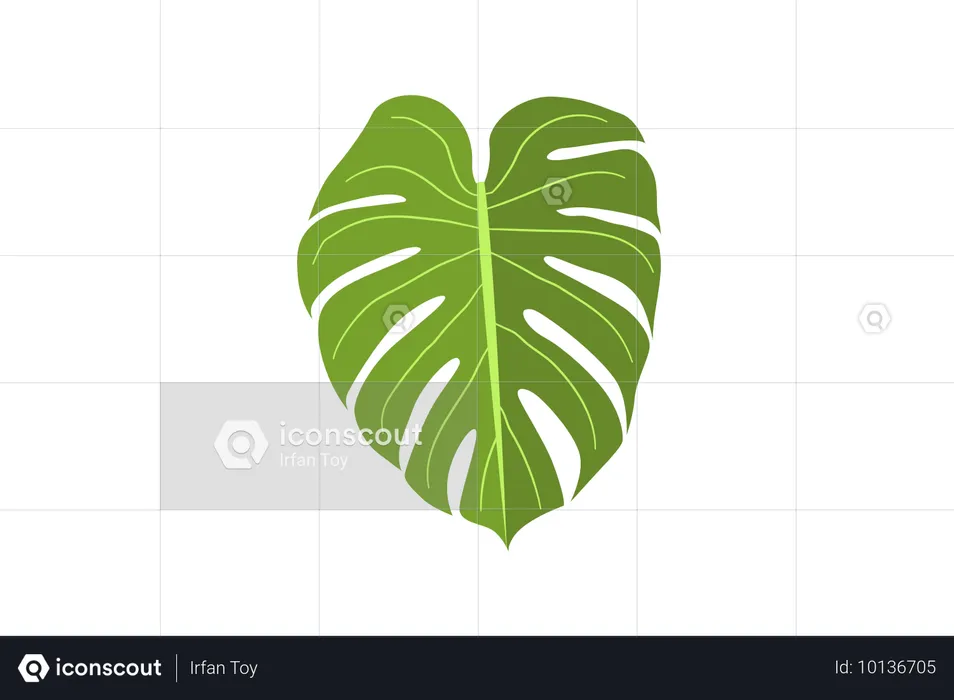 Monstera deliciosa  Ilustración