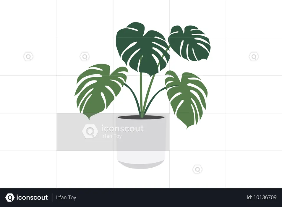 Monstera deliciosa conheça a flora  Ilustração