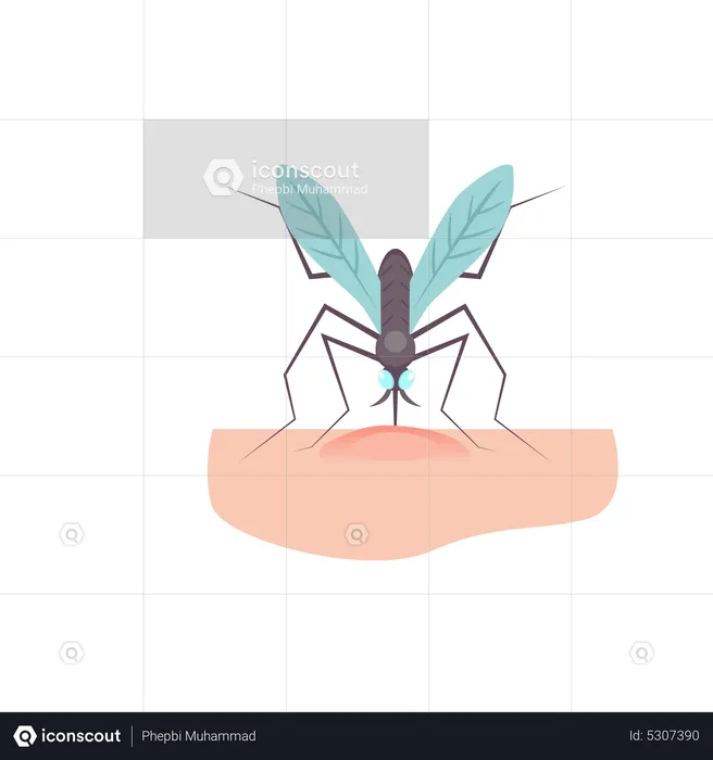 Mosquito  Illustration
