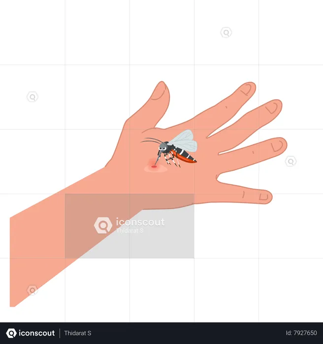 Mosquito on human hand sucking blood  Illustration