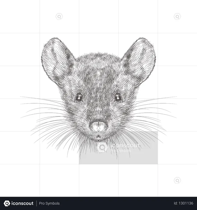 Mouse Face  Illustration