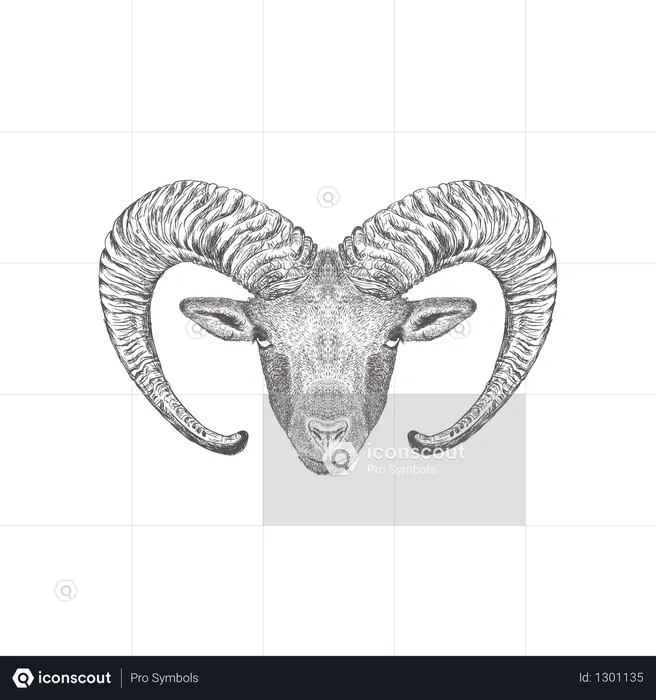 Muflon  Illustration