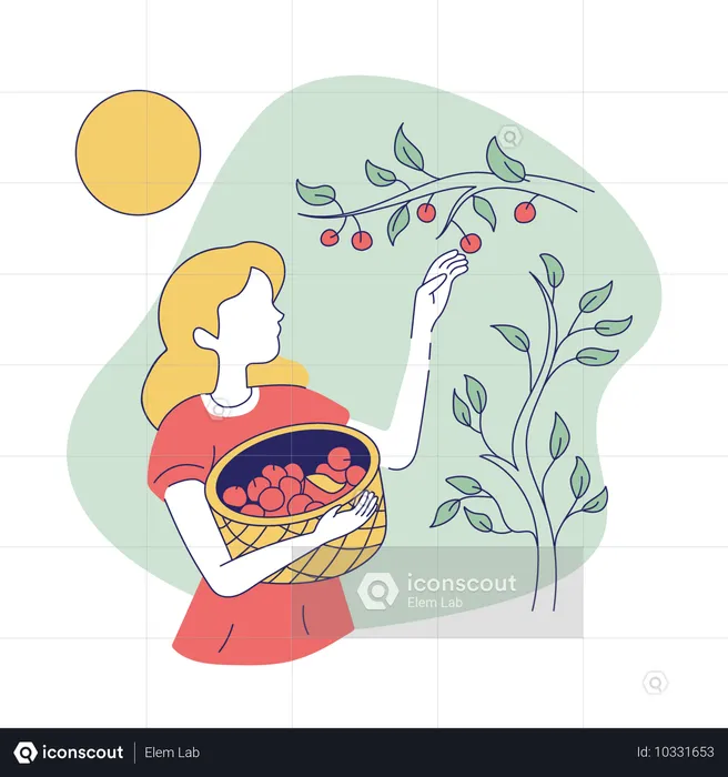 Mujer recogiendo fruta  Ilustración