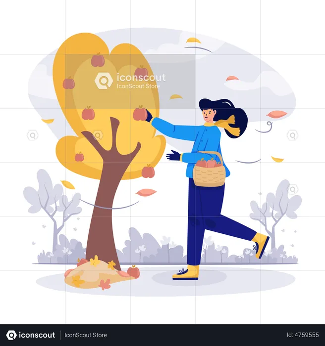 Mujer recogiendo manzanas en la temporada de otoño  Ilustración