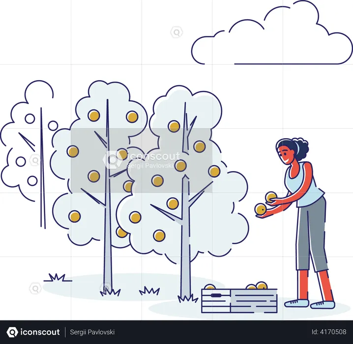 Mujer recogiendo naranjas  Ilustración