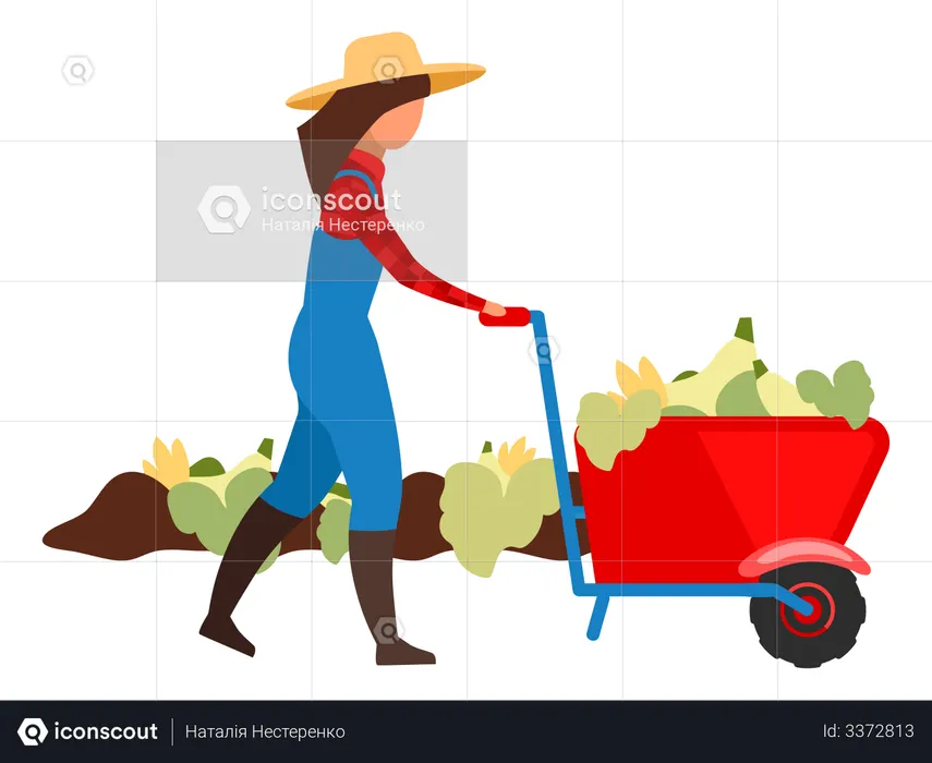 Agricultora colhendo colheitas  Ilustração