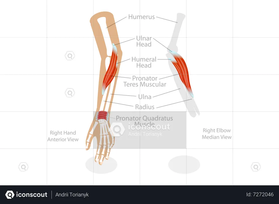 Muscle rond pronateur  Illustration