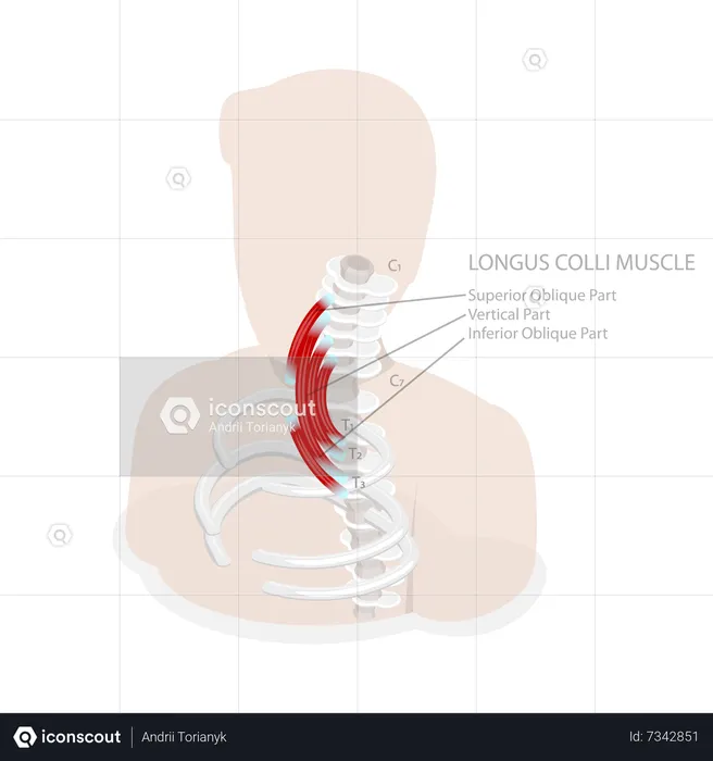Neck anatomy  Illustration