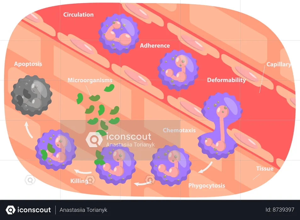 Neutrophil cycle  Illustration