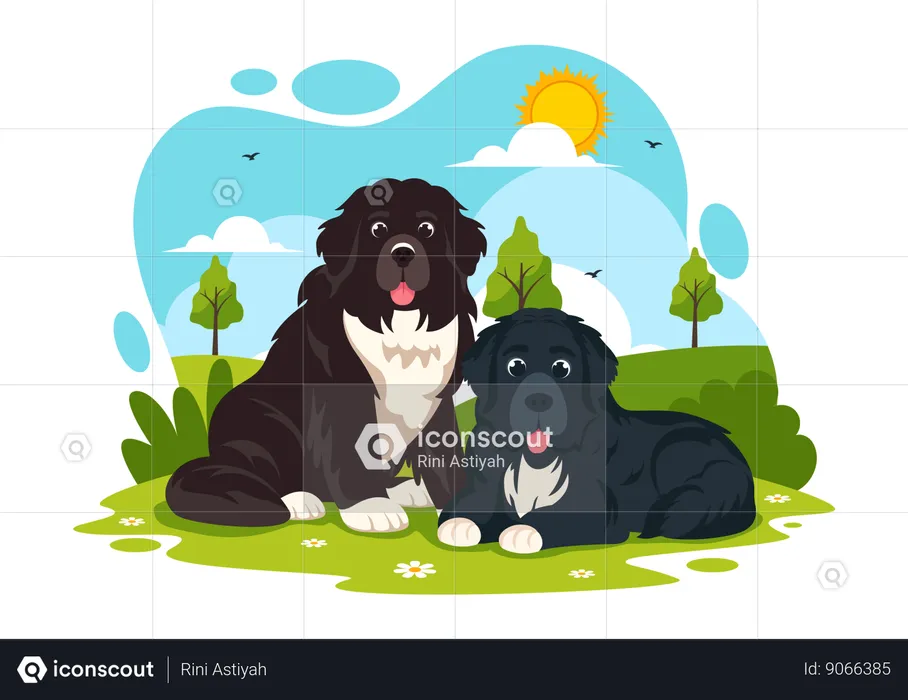 Newfoundland Dog  Illustration