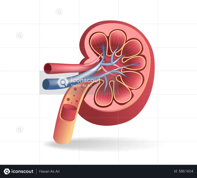 Niere  Illustration
