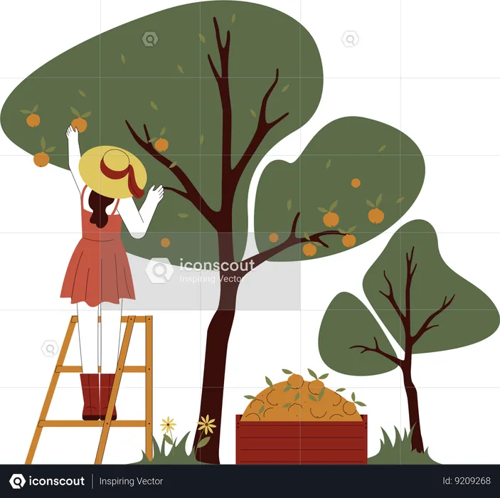 La muchacha está arrancando manzanas del árbol  Ilustración